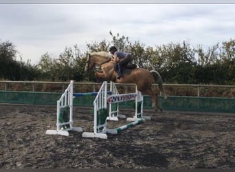 German Riding Horse, Stallion, 19 years, 16 hh, Cremello