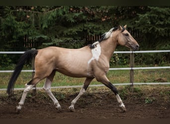 German Riding Horse, Stallion, 19 years, 16 hh, Pinto