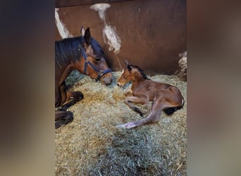 German Riding Horse, Stallion, 1 year, 16,1 hh, Brown