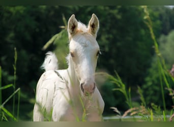 German Riding Horse, Stallion, 1 year, 16.1 hh, Palomino