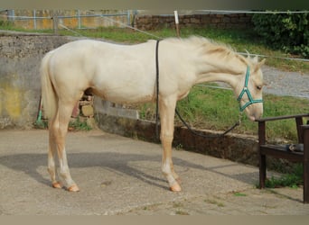 German Riding Horse, Stallion, 1 year, 16.1 hh, Palomino