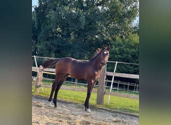 German Riding Horse, Stallion, 1 year, 16,2 hh, Brown