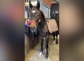 German Riding Horse, Stallion, 1 year, 16,2 hh, Brown