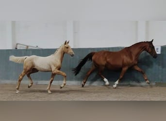 German Riding Horse, Stallion, 1 year, 16.2 hh, Palomino