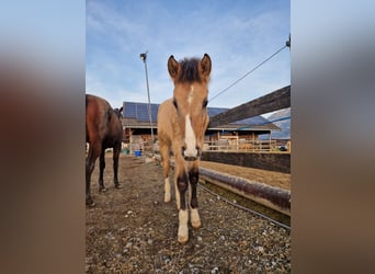 German Riding Horse, Stallion, 1 year, 16 hh, Buckskin