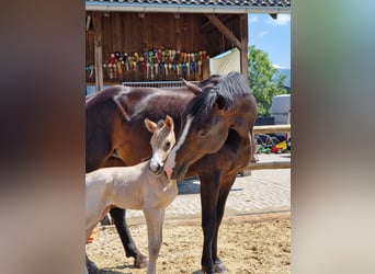 German Riding Horse, Stallion, 1 year, 16 hh, Buckskin