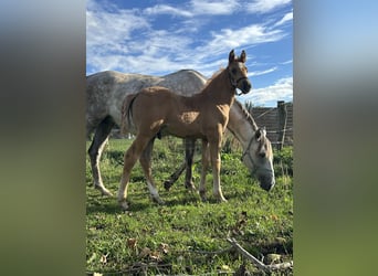 German Riding Horse, Stallion, 1 year, 16 hh, Chestnut-Red