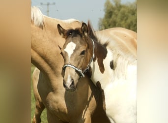 German Riding Horse, Stallion, 1 year, 16 hh, Pinto