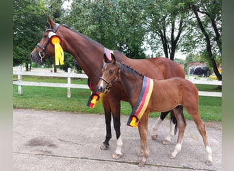 German Riding Horse, Stallion, 1 year, 16,2 hh, Brown