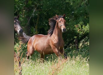 German Riding Horse, Stallion, 1 year, 16,2 hh, Brown