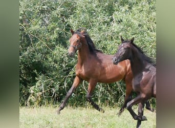 German Riding Horse, Stallion, 1 year, 16,2 hh, Brown