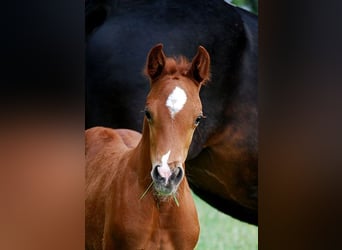 German Riding Horse, Stallion, 1 year, 16,2 hh, Chestnut