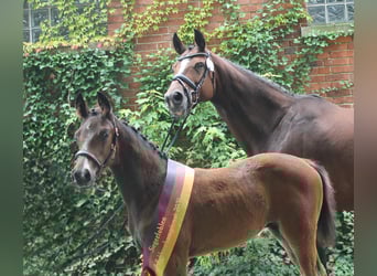 German Riding Horse, Stallion, 1 year, 16,2 hh