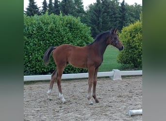 German Riding Horse, Stallion, 1 year, 16,2 hh