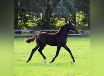 German Riding Horse, Stallion, 1 year, Bay-Dark