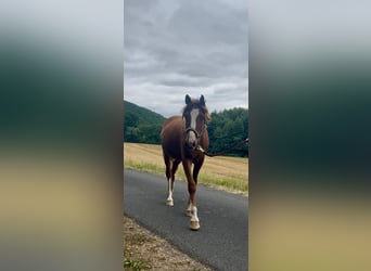 German Riding Horse, Stallion, 1 year, Chestnut-Red