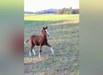 German Riding Horse, Stallion, 1 year, Chestnut-Red