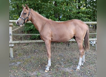 German Riding Horse, Stallion, 1 year, Chestnut-Red