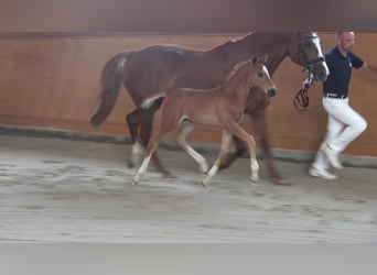 German Riding Horse, Stallion, 1 year, Chestnut-Red