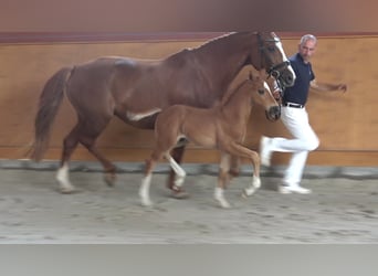 German Riding Horse, Stallion, 1 year, Chestnut-Red