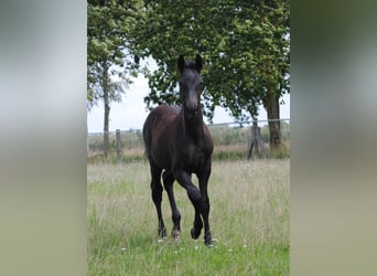 German Riding Horse, Stallion, 1 year, Gray-Dark-Tan