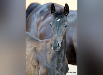 German Riding Horse, Stallion, 1 year, Smoky-Black