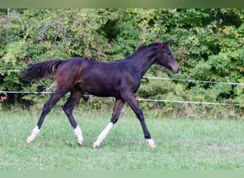 German Riding Horse, Stallion, 1 year, Smoky-Black