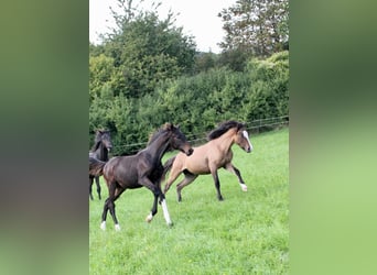 German Riding Horse, Stallion, 1 year, Smoky-Black