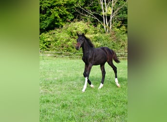 German Riding Horse, Stallion, 1 year, Smoky-Black