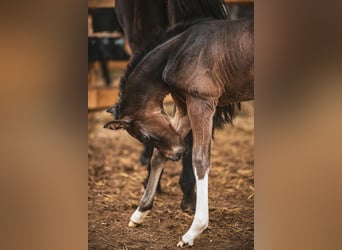 German Riding Horse, Stallion, 1 year, Smoky-Black