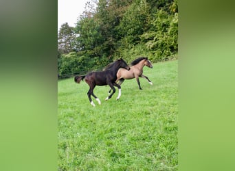 German Riding Horse, Stallion, 1 year, Smoky-Black