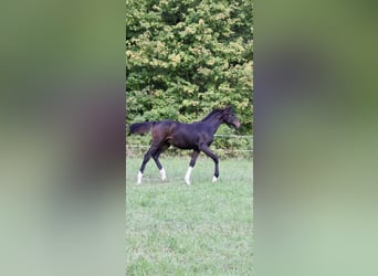 German Riding Horse, Stallion, 1 year, Smoky-Black
