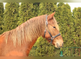 German Riding Horse, Stallion, 2 years, 14.2 hh, Chestnut-Red
