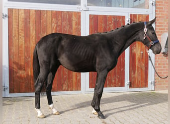 Deutsches Reitpferd, Hengst, 2 Jahre, 15,1 hh