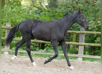 Deutsches Reitpferd, Hengst, 2 Jahre, 15,1 hh