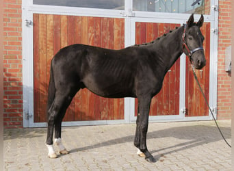 Deutsches Reitpferd, Hengst, 2 Jahre, 15,1 hh