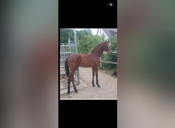 German Riding Horse, Stallion, 2 years, 15.2 hh, Brown