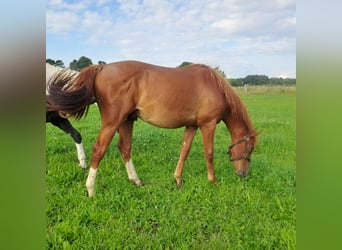 German Riding Horse, Stallion, 2 years, 15.2 hh, Chestnut-Red