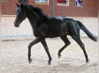 German Riding Horse, Stallion, 2 years, 16.1 hh, Black