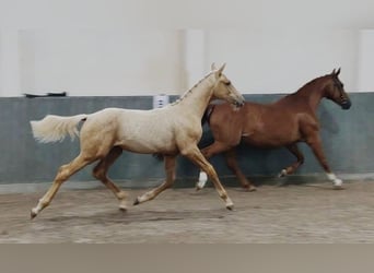 German Riding Horse, Stallion, 2 years, 16.2 hh, Palomino