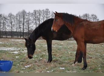 German Riding Horse, Stallion, 2 years, 16,3 hh, Bay-Dark