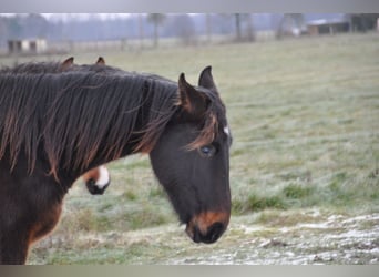 German Riding Horse, Stallion, 2 years, 16,3 hh, Bay-Dark