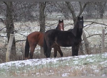 German Riding Horse, Stallion, 2 years, 16,3 hh, Bay-Dark