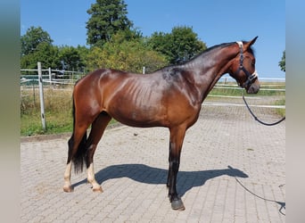 German Riding Horse, Stallion, 2 years, 16 hh, Bay-Dark