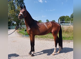 German Riding Horse, Stallion, 2 years, 16 hh, Bay-Dark