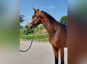 German Riding Horse, Stallion, 2 years, 16 hh, Bay-Dark