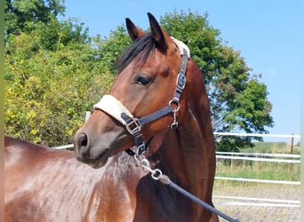 German Riding Horse, Stallion, 2 years, 16 hh, Bay-Dark