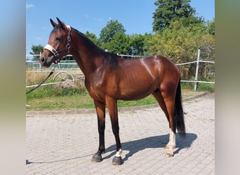 German Riding Horse, Stallion, 2 years, 16 hh, Bay-Dark