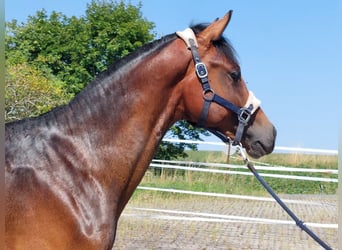 German Riding Horse, Stallion, 2 years, 16 hh, Bay-Dark