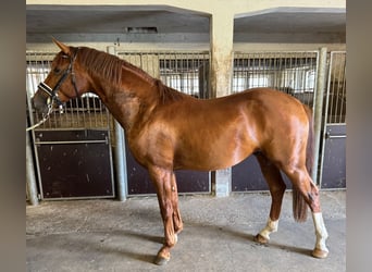 German Riding Horse, Stallion, 2 years, 16 hh, Chestnut-Red